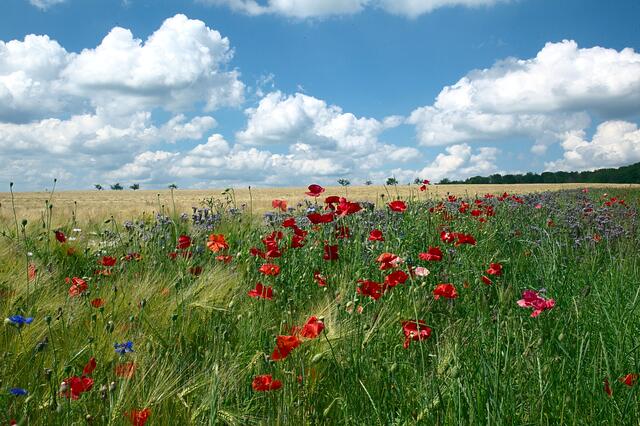 Juni 2019: "Mohn und Kornblumen blühen am Feldrain" von Heimatreporter Gerhard Stier | Foto: Gerhard Stier