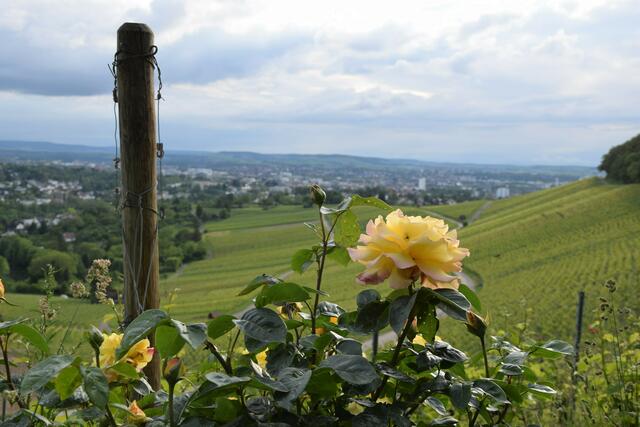 Mai 2019: "Rosen im Weinberg über Heilbronn" von Heimatreporter Uwe Heimberger | Foto: Uwe Heimberger