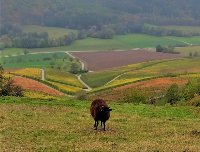 Oktober 2019: "Regungsloses Schaf vor strömenden Farben zwischen Buchhorn und Geddelsbach" von Heimatreporter Heinz Lindheimer | Foto: Heinz Lindheimer