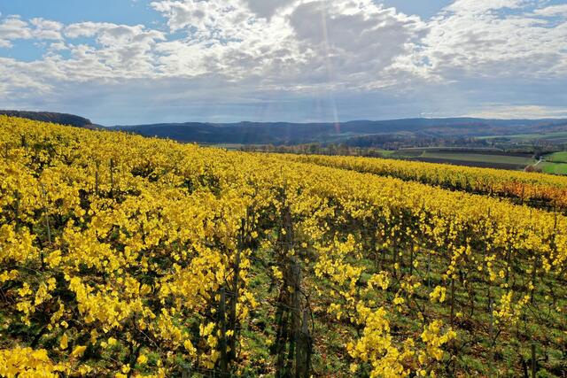 Reben im Herbst am Lindelberg