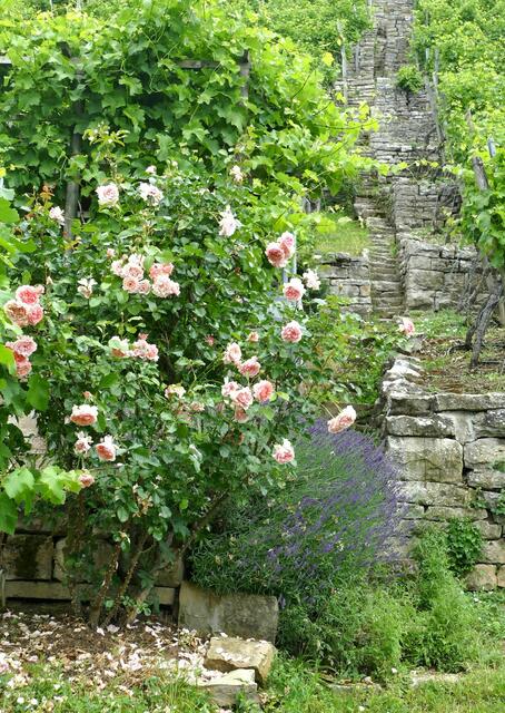 Wengerttreppe in Lauffen