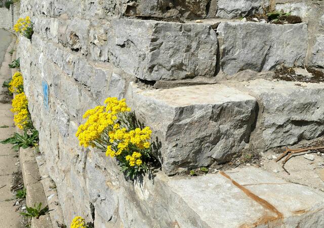 Wengerttreppe in Hessigheim