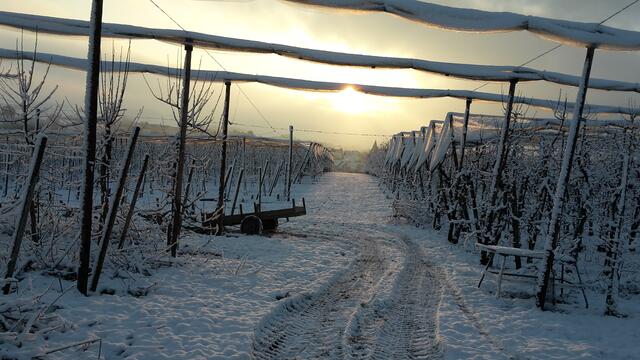 Schwabbacher Obstplantage im Winterkleid