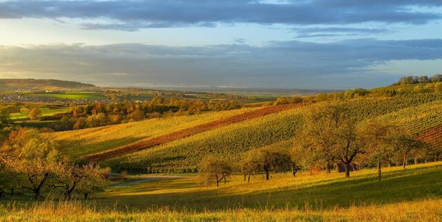 Herbst im Adolzfurter Weinberg mit Blick Richtung Scheppach