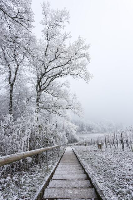 Heuchelbergtreppe bei Leingarten