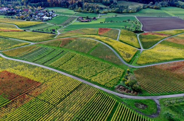 Weinberge bei Geddelsbach