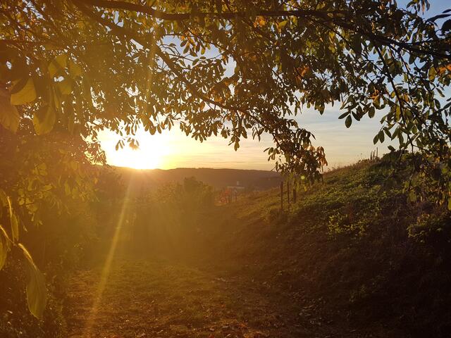 Gundelsheim