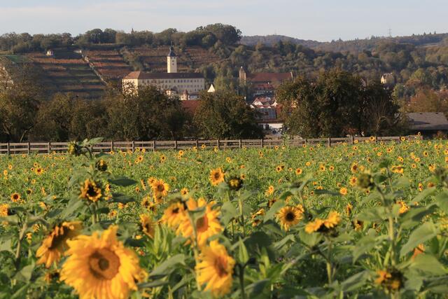 Herbstlich und doch in der Sonnen(blumen)stimmung