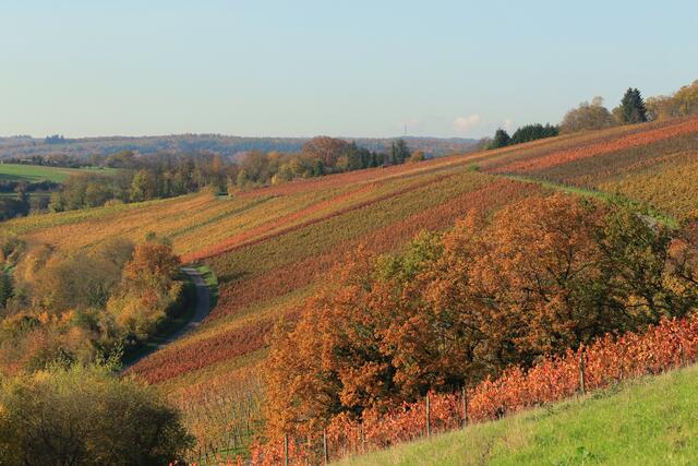 Weinberge um Gundelsheim in herbstlichen Farben.