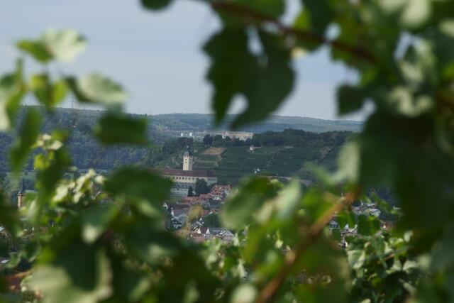 Schloss Horneck durch Reben