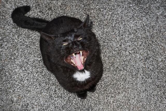 Timmy und das Auf-die-Knie-Miau