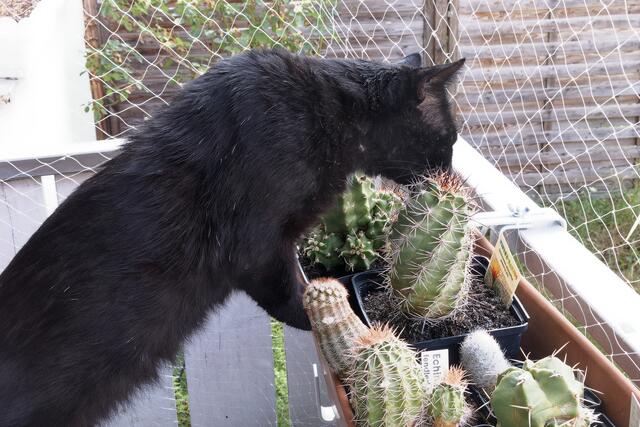 Timmy - neues von Katerchen