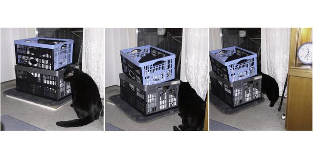 Timmy - Silvester oder Der Fluchtversuch