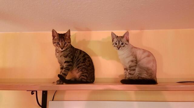 Brüderchen Simba und Mikesch #Tierliebe