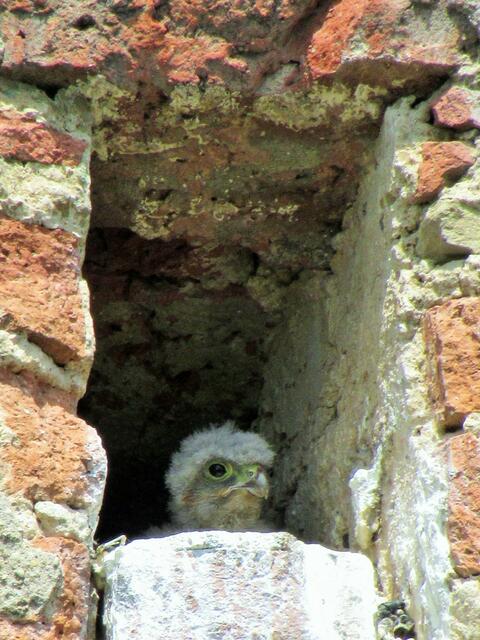 Mitbewohner auf Burg Stettenfels