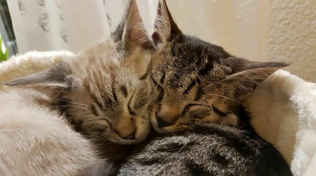 Brüderchen Simba und Mikesch #Tierliebe