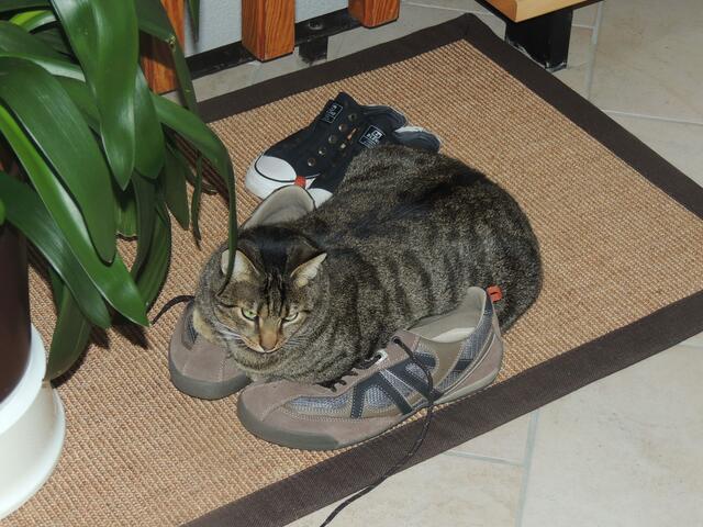 Felix liebt Schuhe über alles. Als er mit 12 Wochen zu uns kam, konnten wir ihn längere Zeit nicht finden. Erst durch ein Geräusch in der Diele, wo unsere Schuhe stehen, hat uns auf die Spur gebracht.Tatsächlich hatte sich der kleine Felix so im größten Schuh verkrochen, dass nichts von ihm zu sehen war. Da mussten wir natürlich schmunzeln und wussten somit, wo wir in Zukunft nachschauen müssen. Heute klappt das mit dem reinkriechen zwar nicht mehr so, was den Felix aber nicht stört, wie zu sehen ist.