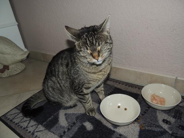 Unsere Kira - beim essen eingeschlafen