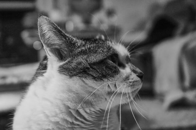 Tierliebe