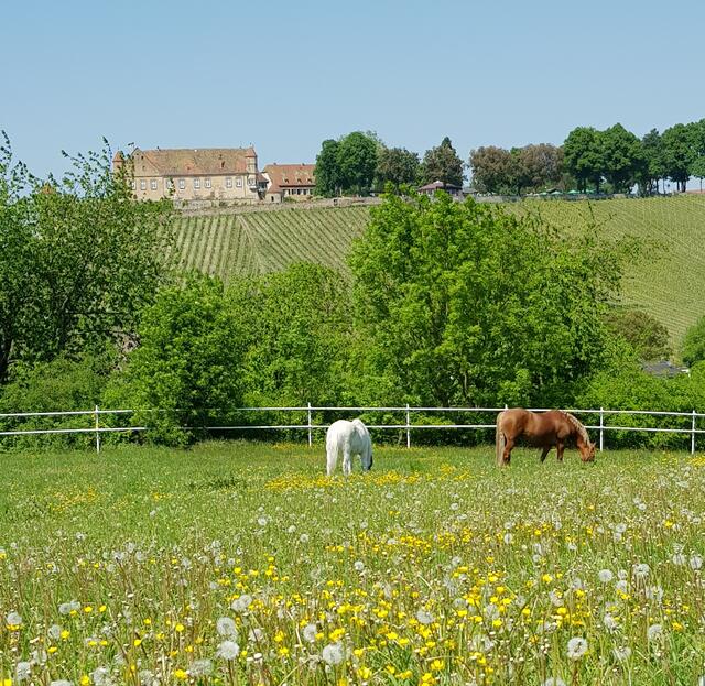 Pferdekoppel mit Burgblick in Untergruppenbach