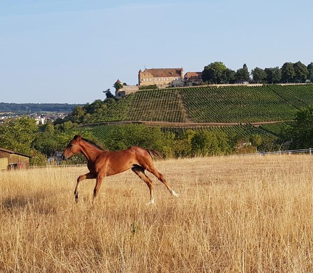 Auch in Untergruppenbach zu finden: Pferdekoppel mit Burgblick