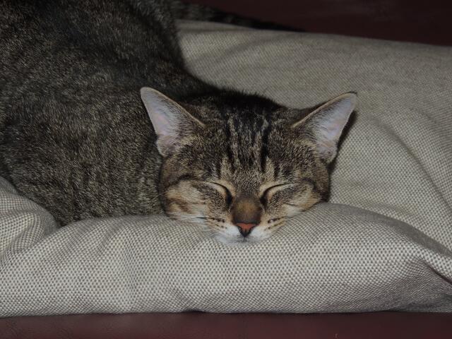 Schlafstellung von Jerry