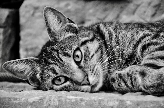 Lilly aus Eschental