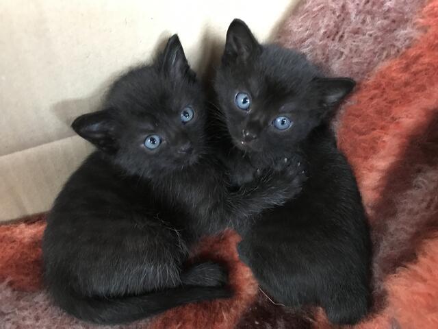 meine Katzenkinder aus Eschental
