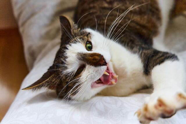 Tierliebe, Gefährliche Raubkatze