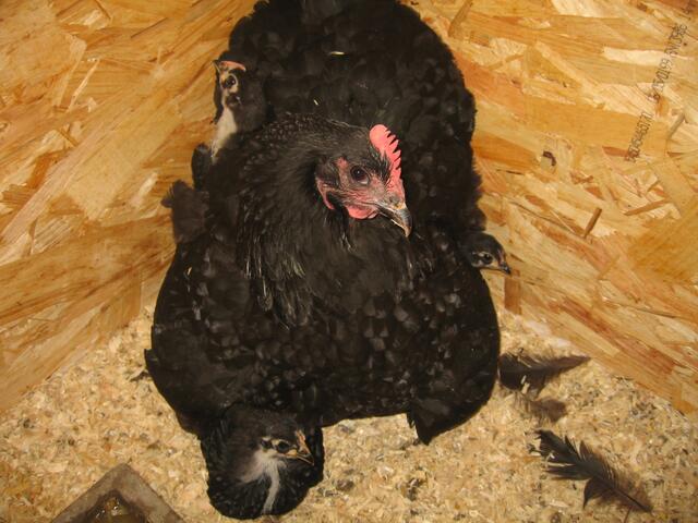 Tierliebe. Glucke Cosima mit Friedolin, Greta und Hilal. Mutterliebe!