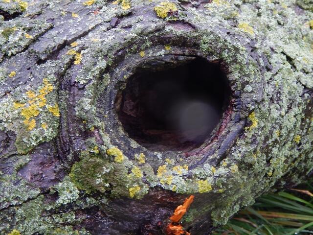 P.Kochert Gehrn West