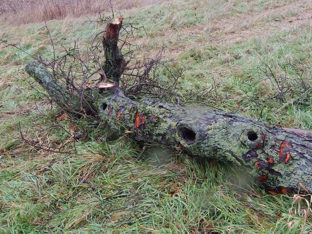 P.Kochert Gehrn-West