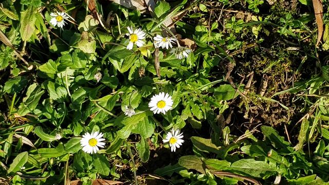Frühlingsboten im Januar