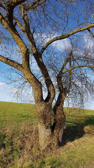 Verwurzelt am Wegrand