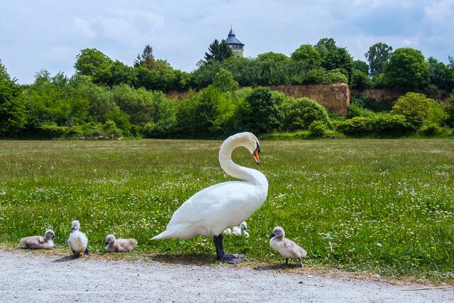 Nachwuchs im Ziegeleipark, Böckingen