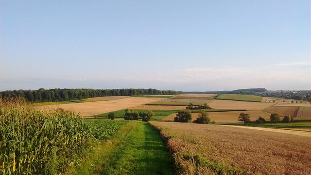Sommerzeit - Felder zwischen Gundelsheim und Obergriesheim