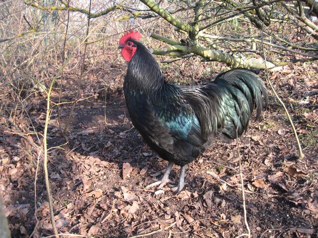 Klasklar: hier steht Cheffe! Hahn der Rasse Australorps.