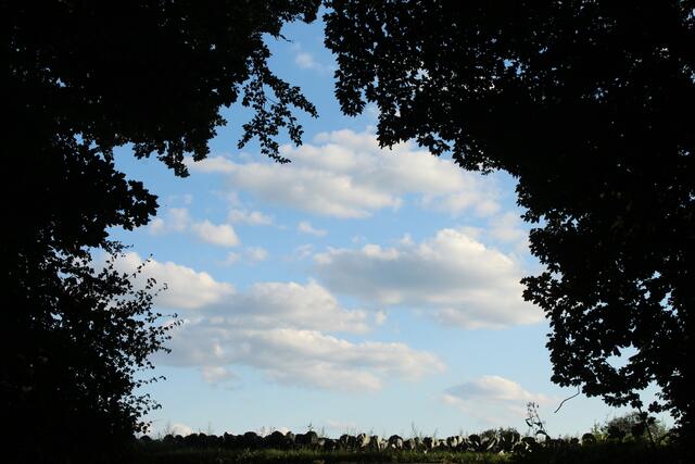 Ein Spaziergang durch den Wald in Neuenstadt-Stein und am Ende empfängt einen der strahlend blaue Himmel