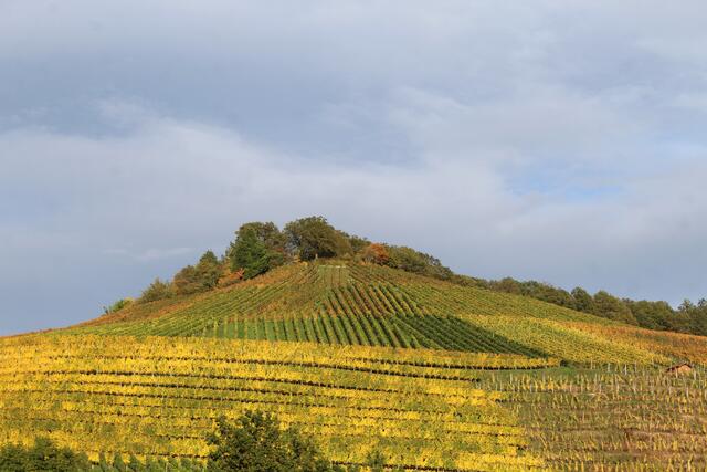 Weinberg Beilstein im Herbst