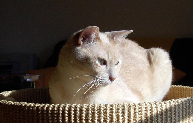 Kater