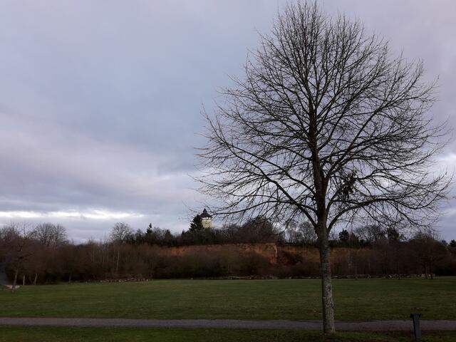 Und wer kennt diesen Baum?
