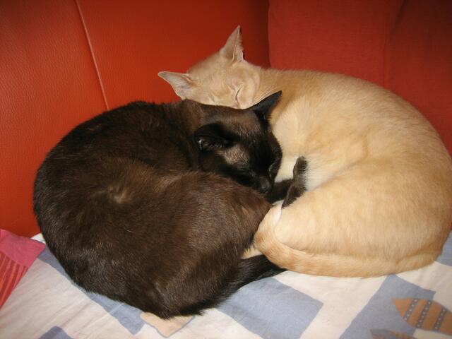 Kater mit Katze, Yin und Yang, nein, so hießen sie nicht, aber das war oft ihre gemeinsame Schlafstellung