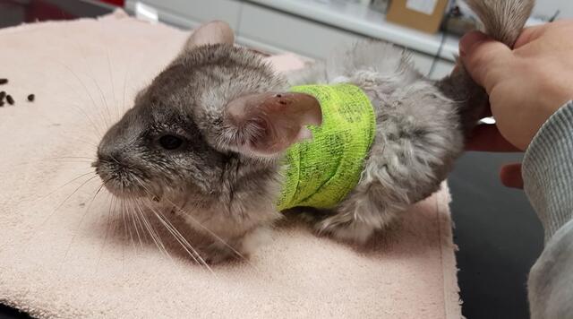 Unser armes erst halbjähriges Chinchillaweibchen, Fighterin, das uns nach wochenlangem Kampf wegen eines schlimmen Abzesses zwei Tage vor Weihnachten für immer verlassen musste.