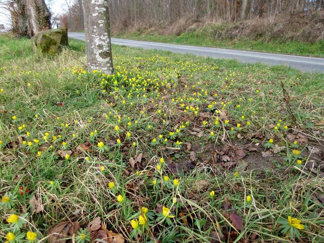 Winterlinge bilden einen Blütenteppich kurz vor dem Naturdenkmal am Wartberg.