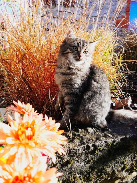 Katze Luna genießt die Sonne