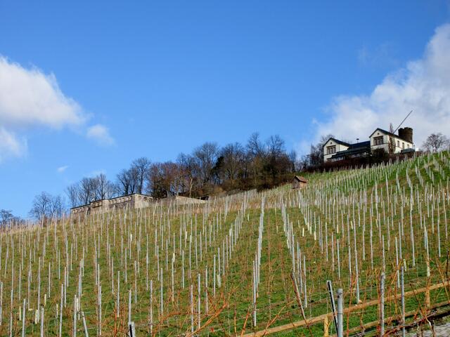 Nur die kahlen Reben zeugen noch vom Winter, sonst fühlt es sich eher nach Frühling an.