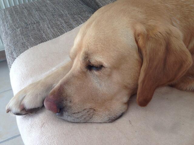 Gonzo langwelt sich .....