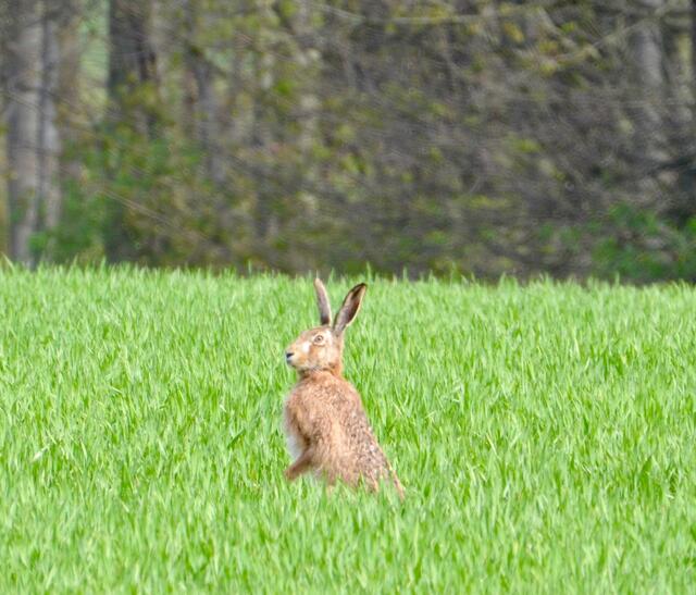der Osterhase