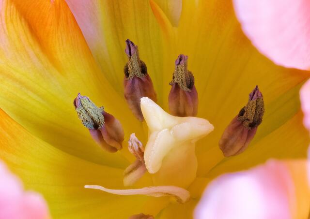 TulipFocus stack