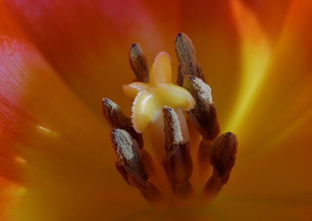 TulipFocus stack